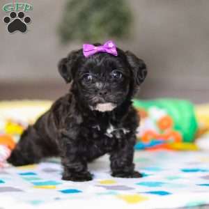 Allie, Yorkie Poo Puppy